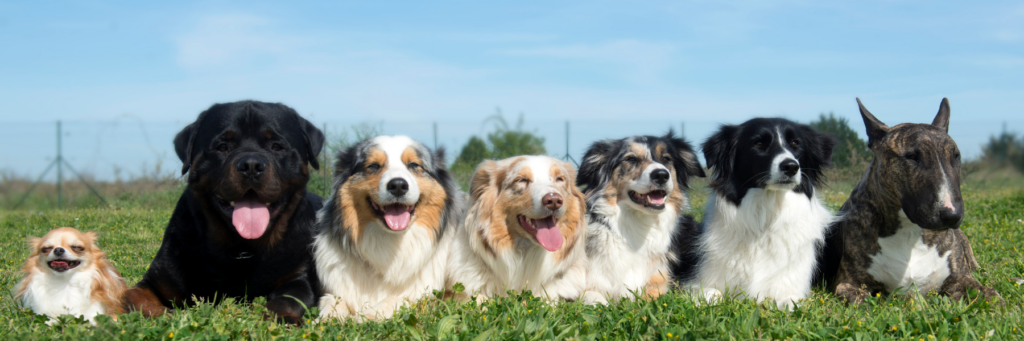 Bone and Biscuit The Well Spotlight header with several dogs, including a rottweiler, border collies and other breeds, laying down in a line on a field of grass on a sunny day.