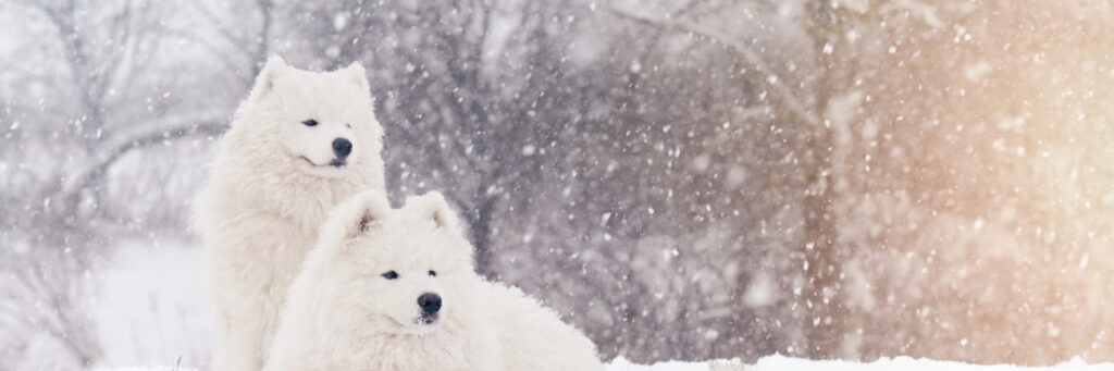 Two white fluffy dogs sit in the snow on a wintery day in a field with trees in the background.