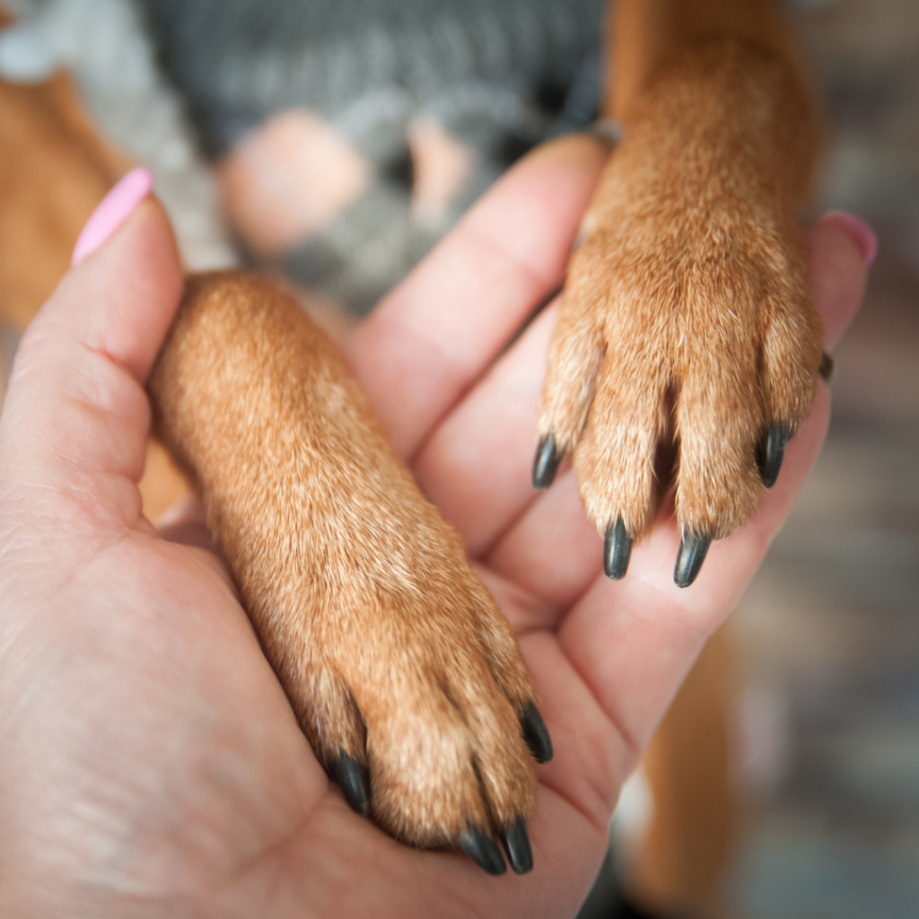 A dog owner holds two of their dogs paws in their hands.