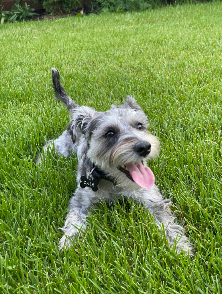 A photo of Dash, a young grey merle mini schnauzer, laying in a field of bright green grass in Toronto Ontario, the owners of Bone & Biscuit The Well's dog.