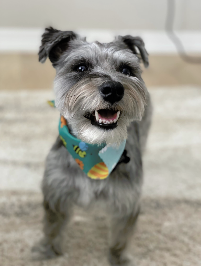 Dash, a young grey schnauzer, stands and poses for a photo indoors while wearing a blue dog bandana.