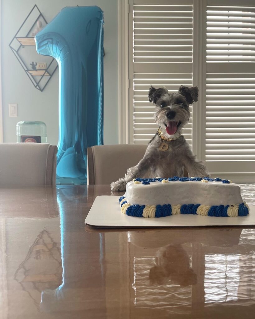 Dash, the mini schnauzer owned by Jas & Sunil, the owners of the Bone & Biscuit The Well store, stands up by a table cheerfully with a large dog cake in front of him an a large #1 balloon behind him to celebrate his dog birthday.