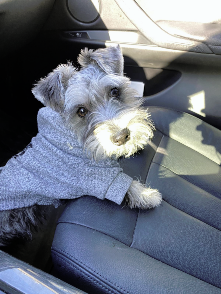 Dash, an adorable young schnauzer, wears a grey dog hoodie and sits in a car posing for a photo.