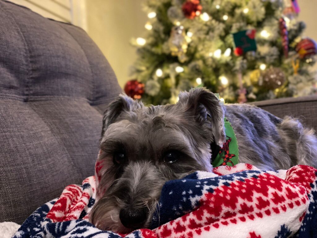 Dash, a young grey schnauzer dog, lays on a red and white Christmas blanket on a couch with a brightly lit Christmas tree in the background, Bone & Biscuit The Well owners, Jas & Sunil's, dog