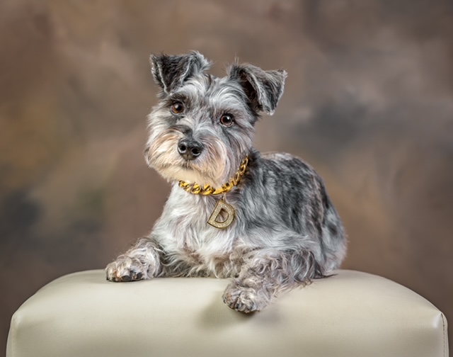 Dash, the young grey mini schnauzer dog owned by Bone & Biscuit The Well store owners Jas & Sunil, lays on a cream cushion and poses for a professional pet photo.