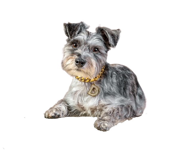 Dash, a young grey mini schnauzer, wears a gold fancy dog collar and lays down for a pet photo.