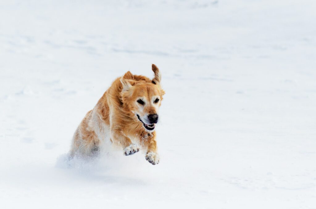 A golden retriever happily runs through deep snow on a winter's day.