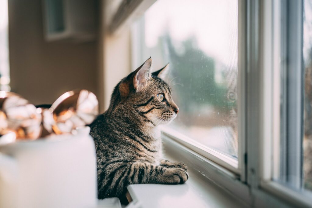 A grey tabby cat lays near a window staring through the window outside and watching birds on a cloudy day.