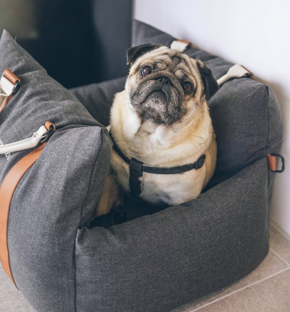 A fawn pug with a black harness sits in a dog car seat bed inside a house.