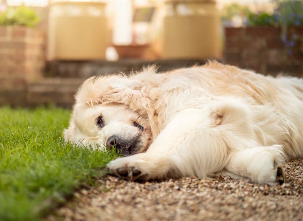 A golden retriever dog lays on its side on a gravel path near a bright green lawn in their backyard on a sunny day.
