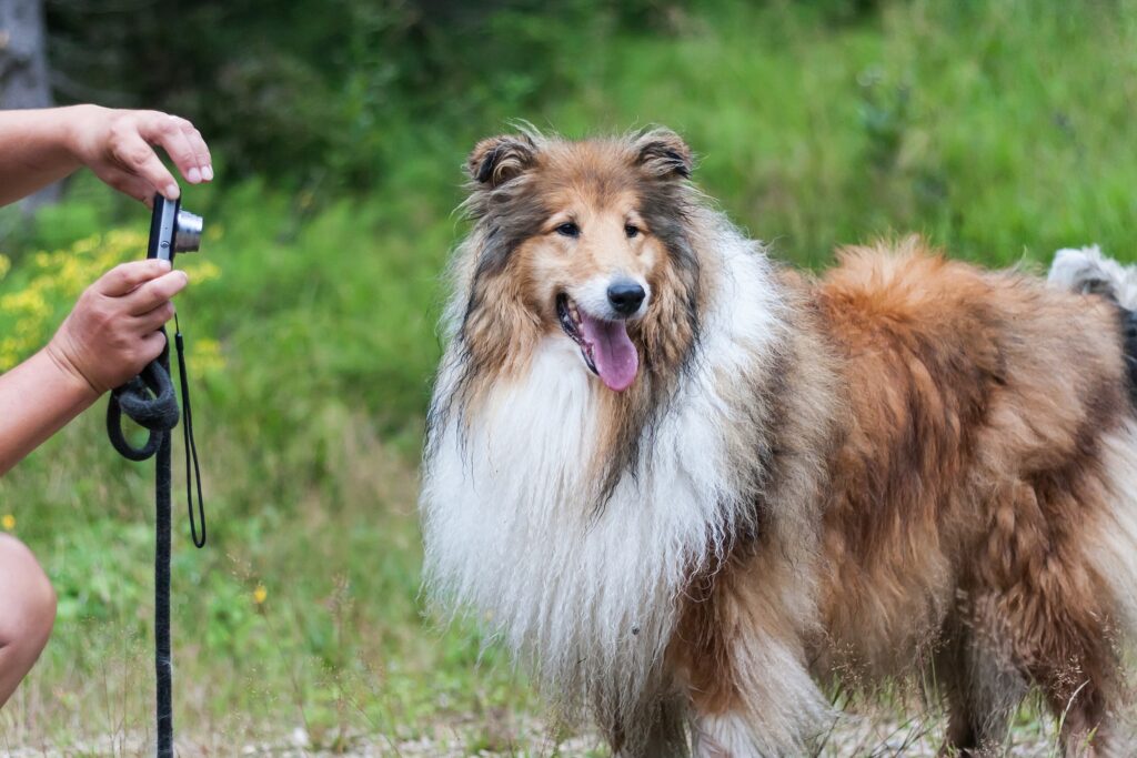 A sheltie collie dg with long fur stands with its tongue out posing for a photo from its owner who holds a small camera in a green field.