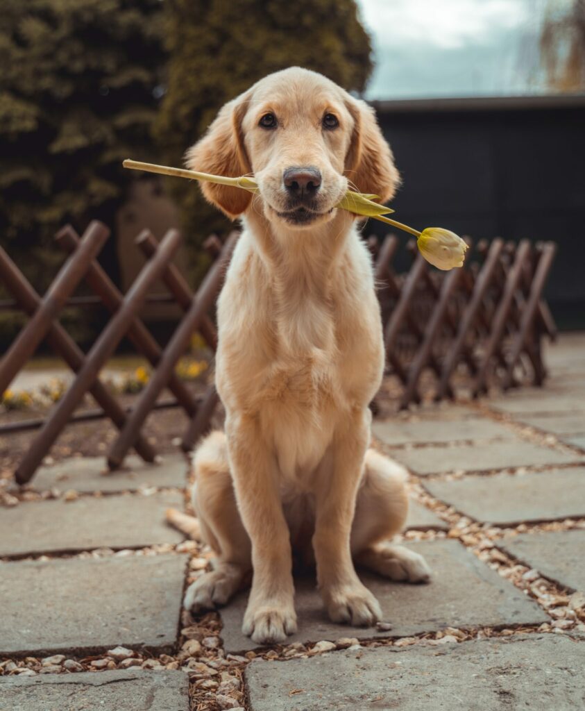 A young puppy sits with a flower in its mouth while outside.