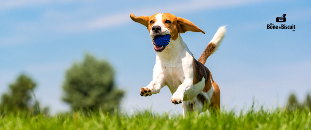 header, dog playing