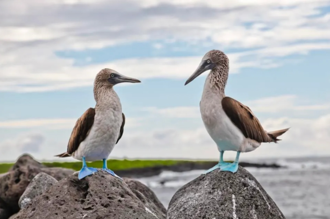 birds