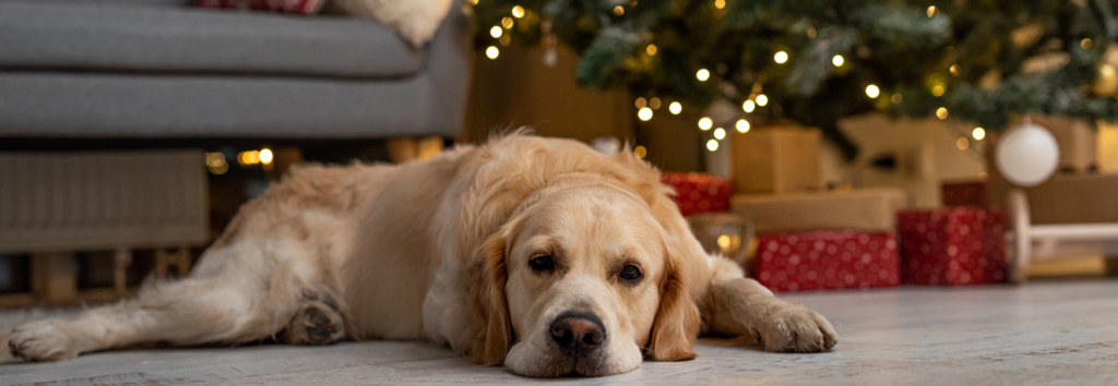 Dog under Christmas Tree