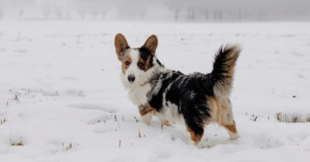 Image of brown, tan and white corgi in the snow