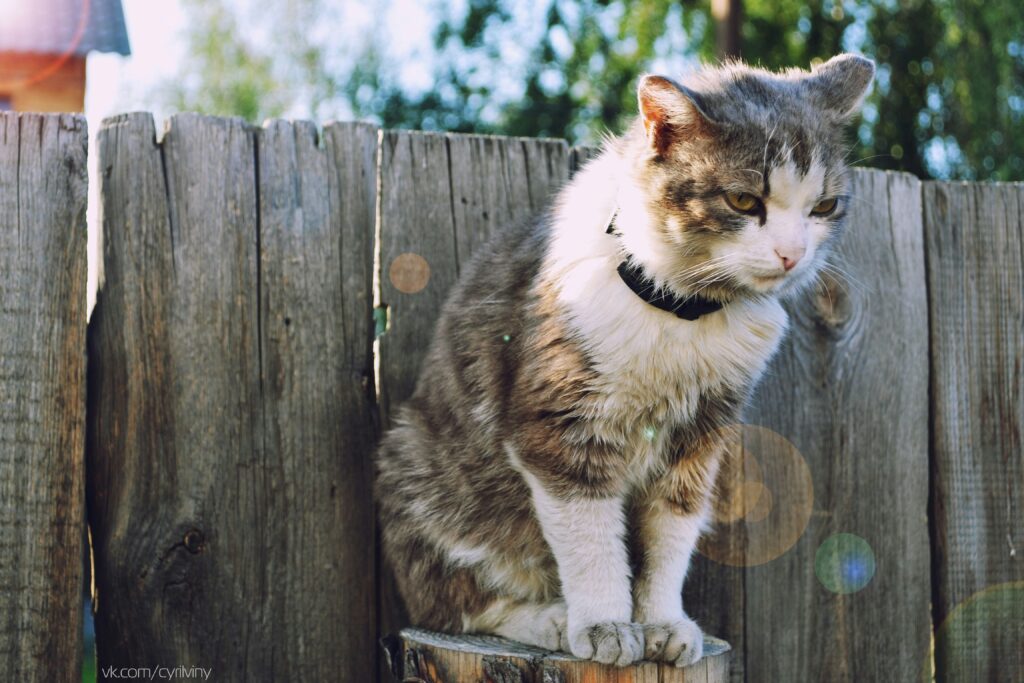 A grey and white cat sitting on a wood fence in nice weather.