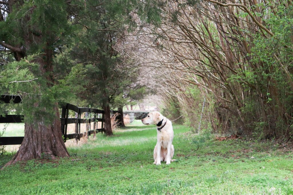A Golden Retriever in the countryside between trees and green grass.