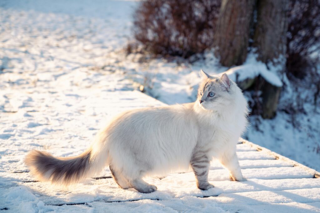 A white fluffy cat standing in the snow looking backward.