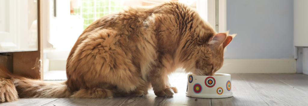 Ginger long-haired cat eating from a patterned ceramic bowl on a hardwood floor near a sunlit window.