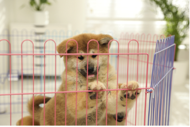 Crate pet to avoid furniture chewing