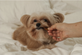 Reward pets for not chewing furniture