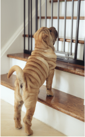 Using gates to prevent pets from being able to access furniture we dont want them chewing