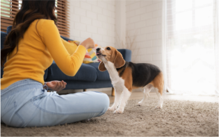 Be patient and consistent when training dogs to avoid furniture chewing