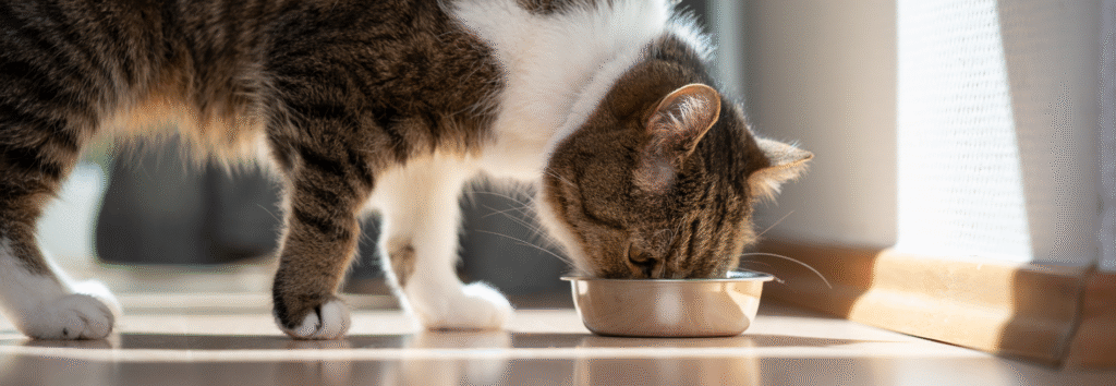 Pet superfoods