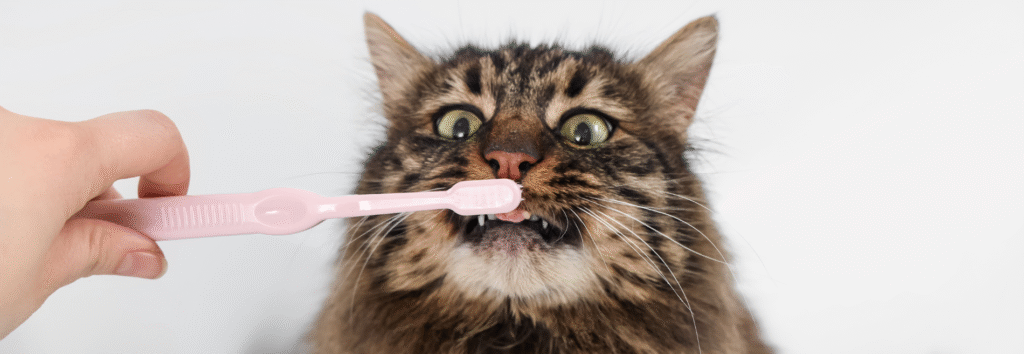 Dental Health for Cats