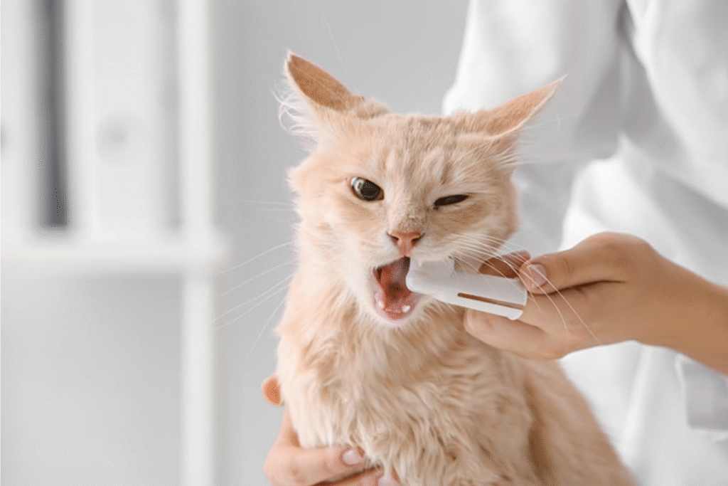 Dental health for cats
